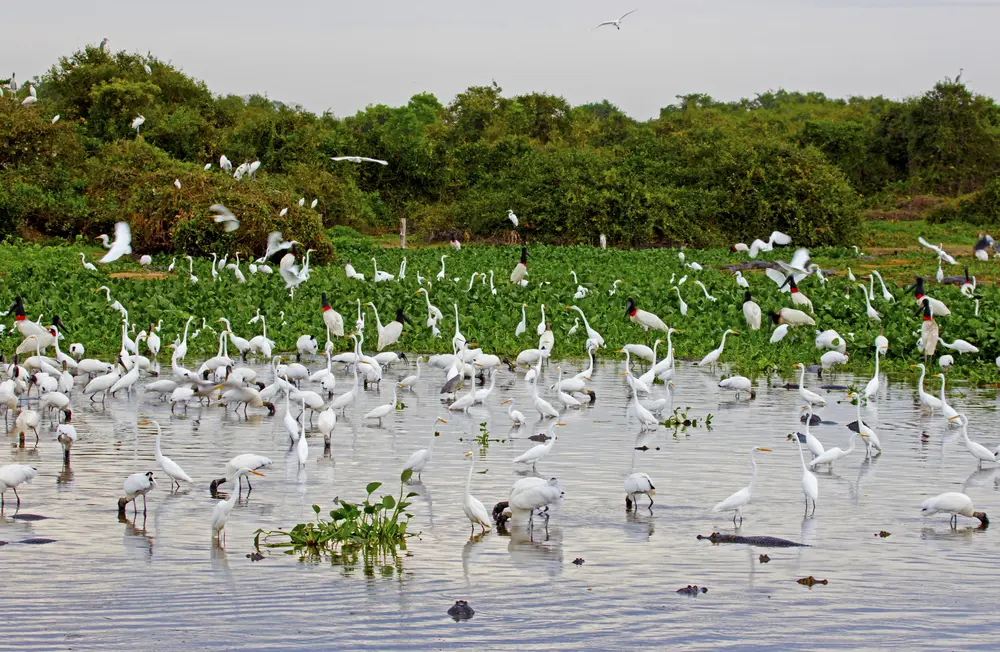 Birdwatching in Pantanal Wetlands