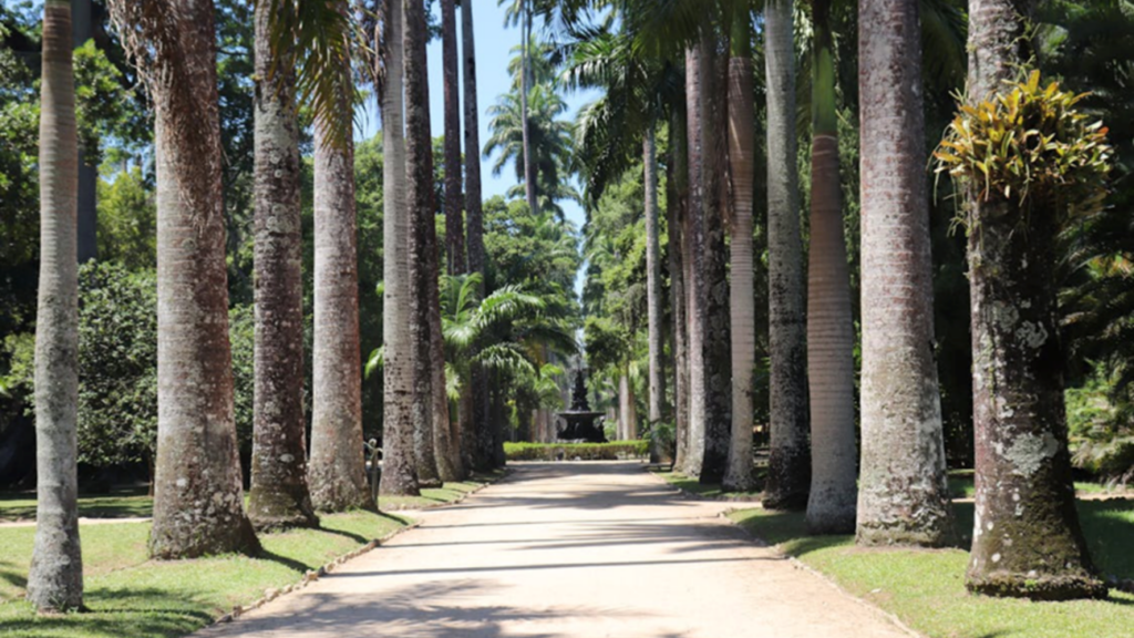 Tijuca National Park in Rio de Janeiro – nature and hiking on a 5-day itinerary