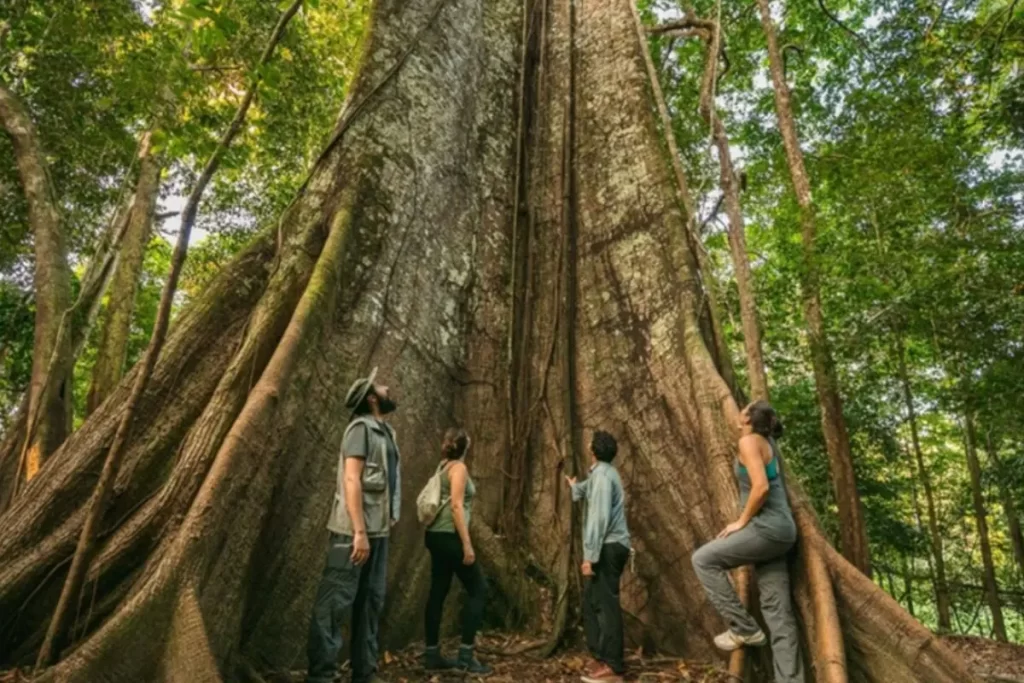 Tourists exploring the Amazon jungle near a giant kapok tree
