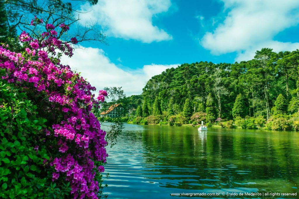 Lago Negro em Gramado: cercado por pinheiros e hortênsias - paisagem que encanta