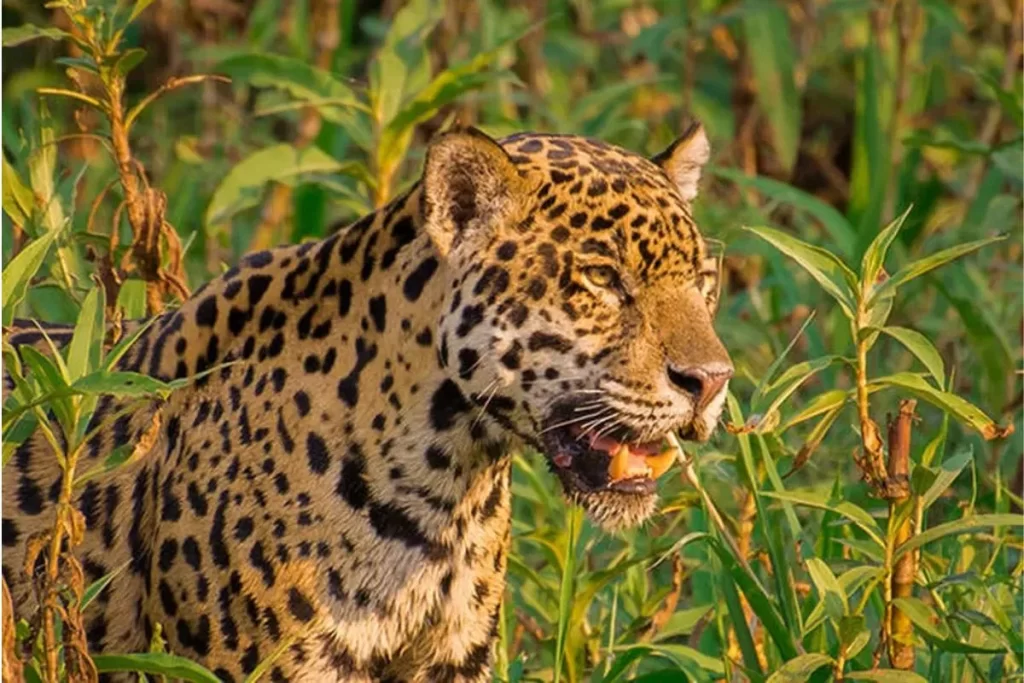 Jaguar spotted in the wild within the Amazon Rainforest