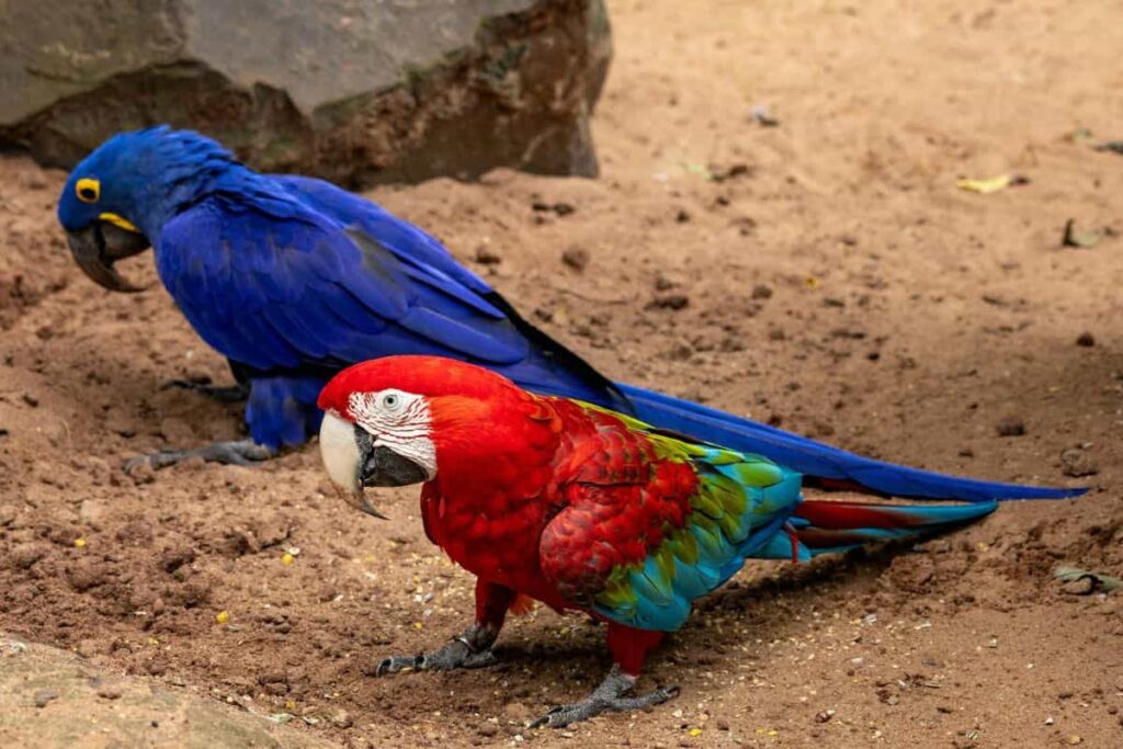 Macaws in the Pantanal, showcasing wildlife and adventure in one of the best places to visit in Brazil this summer