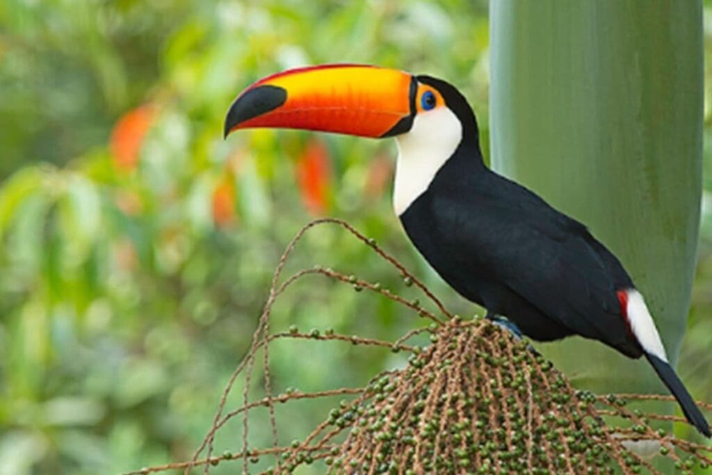 Ecotourism in Brazil wildlife
