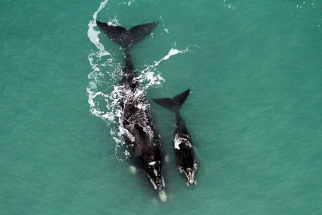 Humpback whale and calf near the southern coast of Brazil