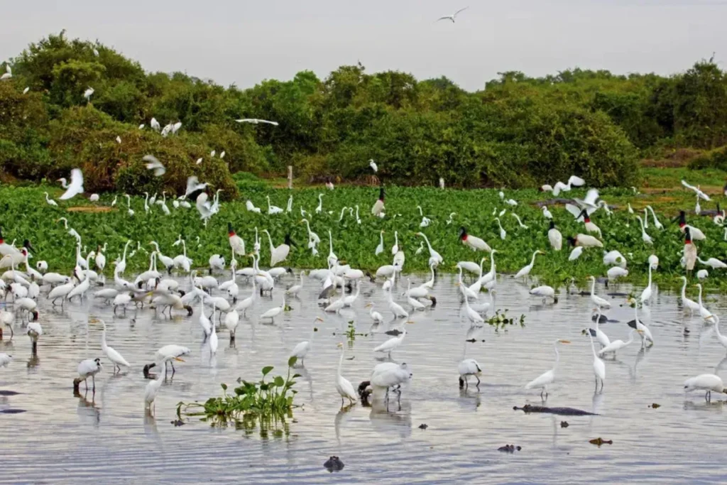 Birds gathering on the water during Brazilian Pantanal wildlife observation