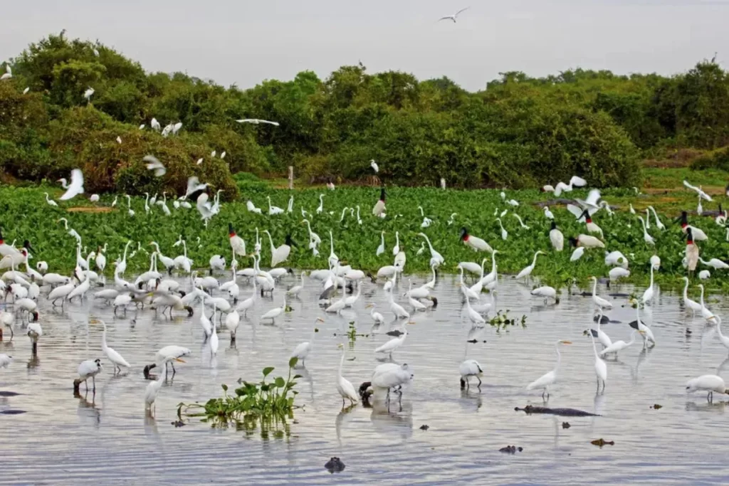 Birds gathering on the water during Brazilian Pantanal wildlife observation
