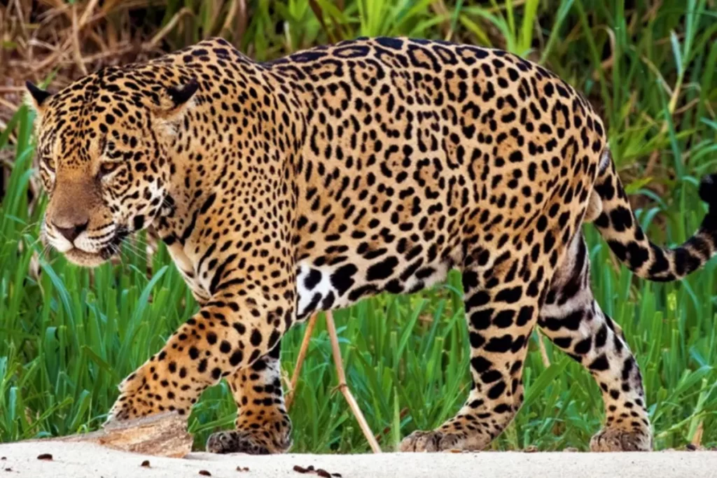 Jaguar near a riverbank spotted during Pantanal wildlife observation