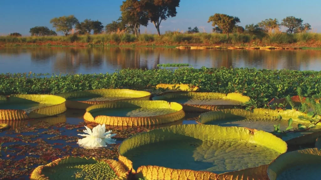 Victoria amazonica plants floating in a calm lake in the Brazilian Pantanal