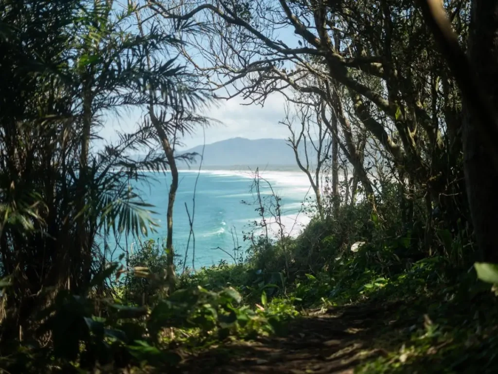 Atlantic Forest trail in Florianópolis opening onto a remote beach view